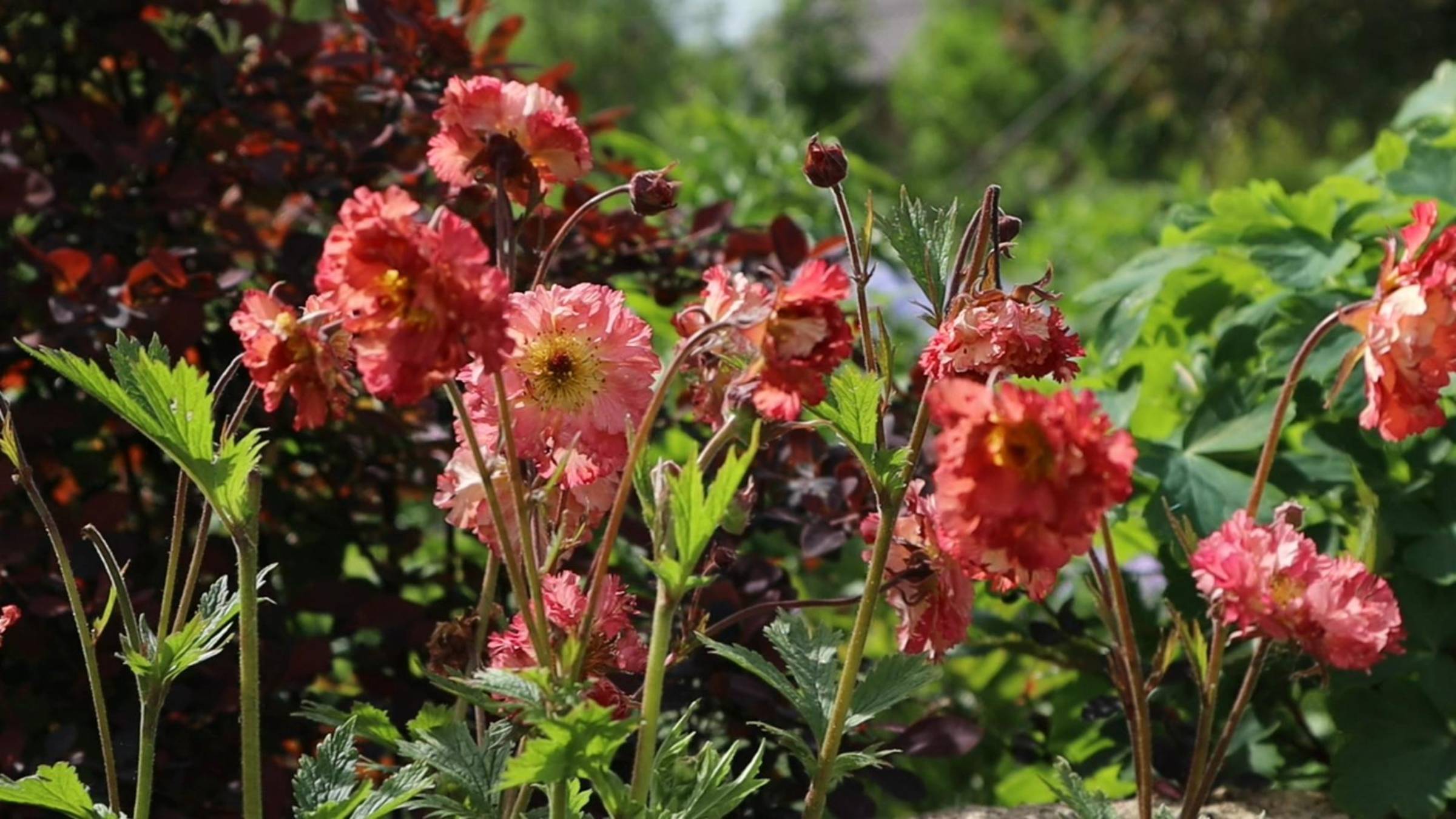 Конец весны в саду))) Встречаем лето! Многолетники. Северо-Западный регион