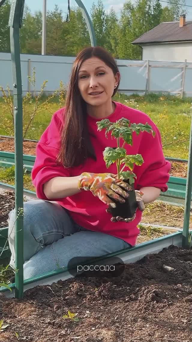Посадка томатов лёжа. смотреть онлайн