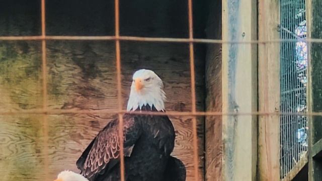 Поездка в парк Shubenacadie (wildlife park) смотреть онлайн