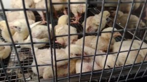 🌟 Современный брудер "PROF 100 N" электронным терморегулятором из нержавейки