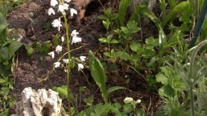 Начало лета. Обзор цветников. Любимые княжики.