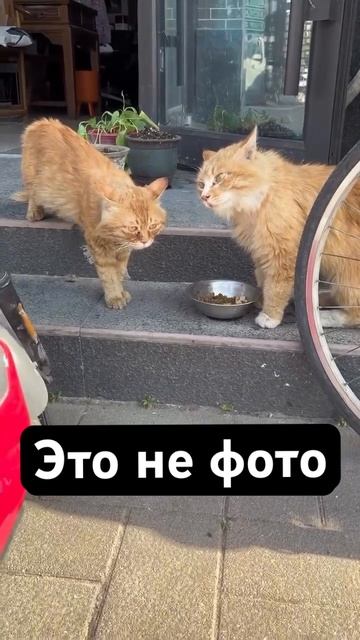 Не фото #кот #котики #рыжийкот #приколы #мем #юмор #мемы_? смотреть онлайн