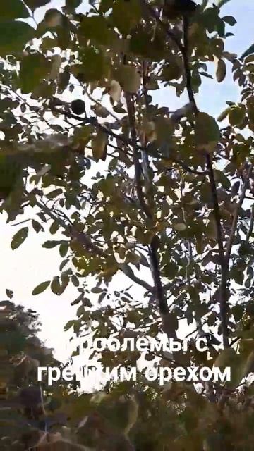 Грецкий орех заболел смотреть онлайн