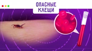 Как защититься от клеща и что делать в случае укуса? МЕДСОВЕТ