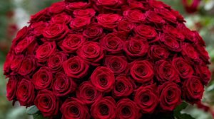 Я ВСТРЕТИЛ РОЗУ!