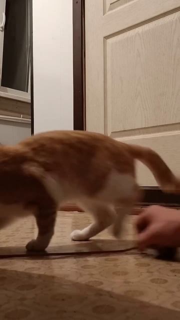 тренировка ловкости рук ног и всего тела один два упр смотреть онлайн