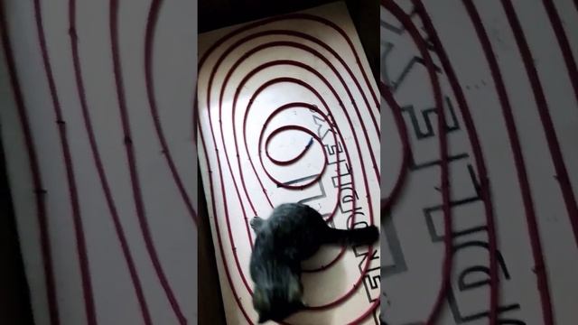 Будка с подогревом для кошек и собак. #кошки #собаки смотреть онлайн