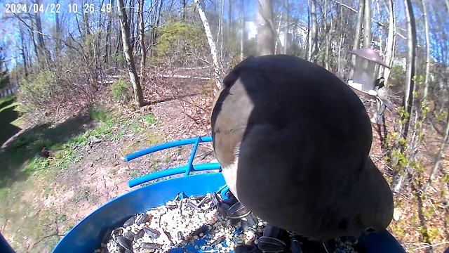 Будни птичьей столовой Часть 18. Hustle and bustle around the bird feeder Part 18 смотреть онлайн