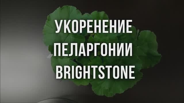 Укоренение пеларгонии Brightstone. Выпуск от 11.05.23