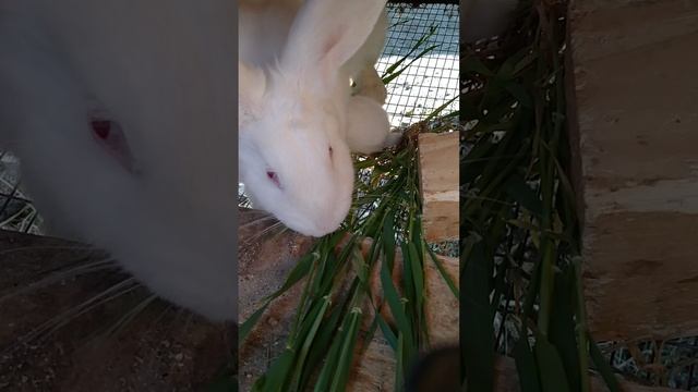 Наша мать героиня.