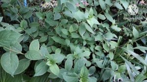 Гортензии в моем саду на 02.06.25г.