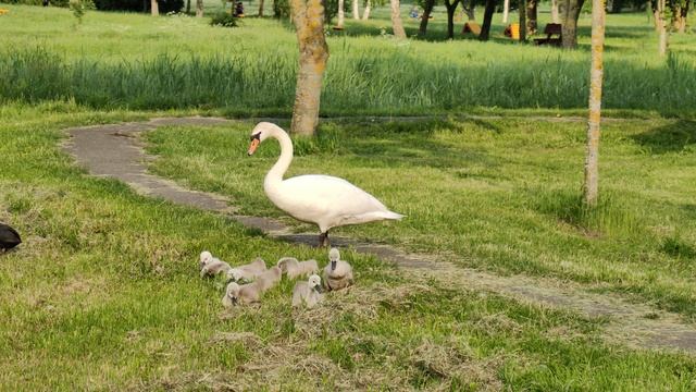 Лебедь с малышами в Зельве