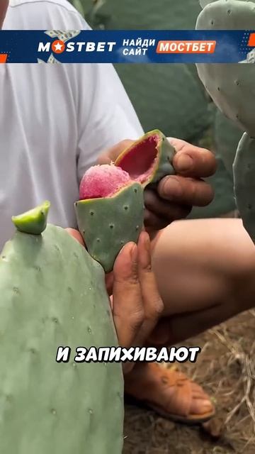 Зачем они едят кактусы?!😱🌵 смотреть онлайн