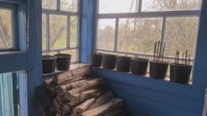 Сажаю виноград Из Англии в Россию Обустраеваемся в деревне