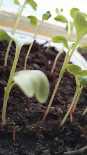 Редис на подоконнике смотреть онлайн