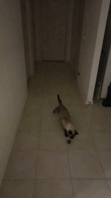 #скачать#обои#клеш#рояль# смотреть онлайн