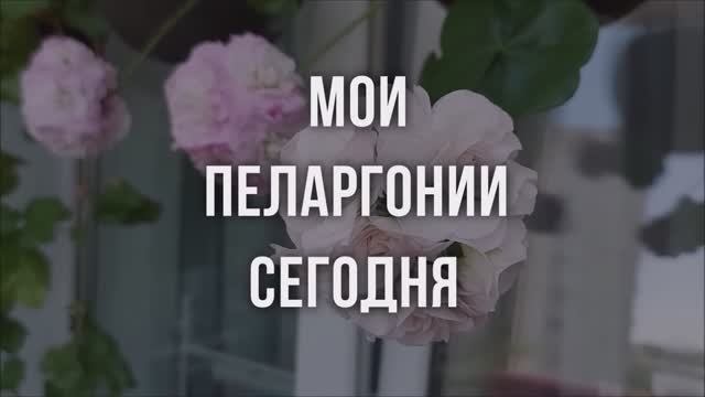Мои пеларгонии сегодня. Выпуск от 25.05.24