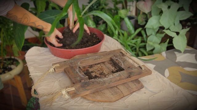 САМАЯ ПОДРОБНАЯ ИНСТРУКЦИЯ по пересадке платицериума