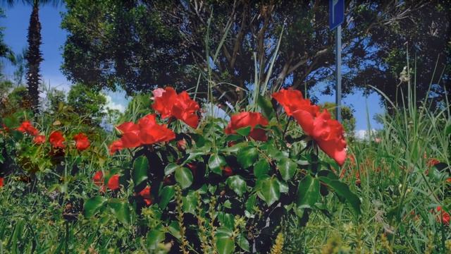 В ДЕНЬ РОЖДЕНИЯ -сл музыка Наталия Елецкая аранж исполняет Александр Волченко смотреть онлайн