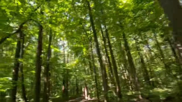 Здесь и Сейчас: Лесная Медитация на Ходу смотреть онлайн