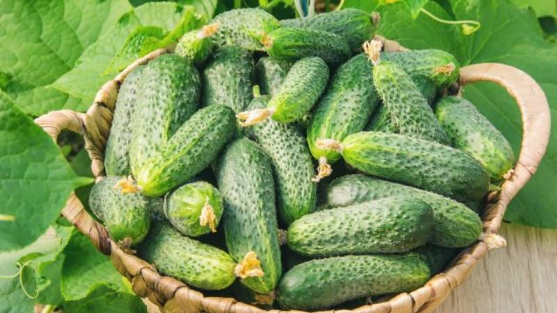 ОБЯЗАТЕЛЬНО ПОЛОЖИТЕ ЭТО В ЛУНКИ ПРИ ПОСАДКЕ ОГУРЦОВ! УРОЖАЙ ВАС УДИВИТ! смотреть онлайн