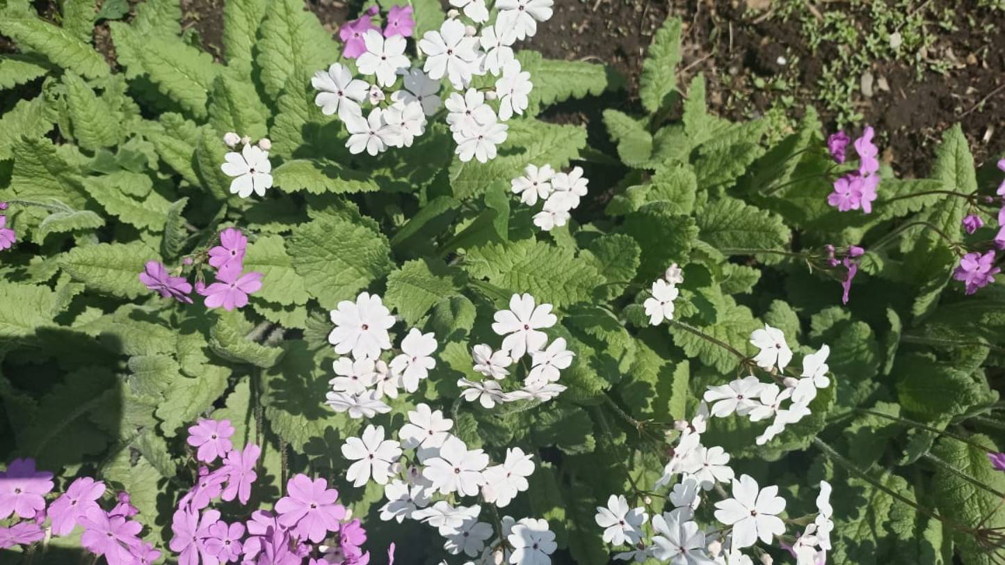 Майское утро смотреть онлайн