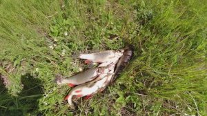 Голавль. Ловля рыбы на косынку