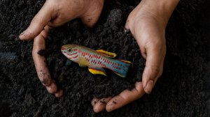 ВЫРАСТИЛИ РЫБОК ИЗ ЗЕМЛИ.