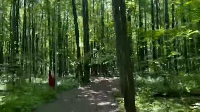 Старый Лес: Прогулка среди Древних Гигантов смотреть онлайн