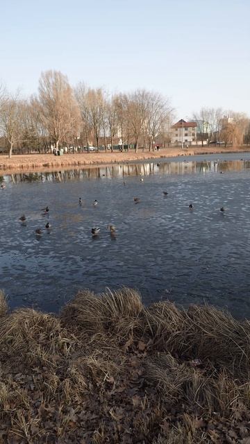 Утки на тающем льду. Утки на реке город Минск. Прогулка смотреть онлайн