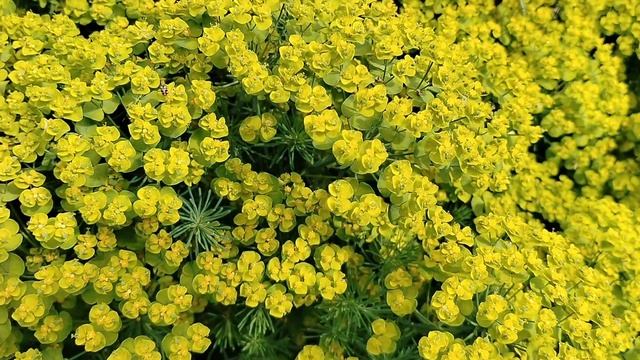 Молочай кипарисовый (Euphоrbia cyparíssias) в нашем саду 2025 смотреть онлайн