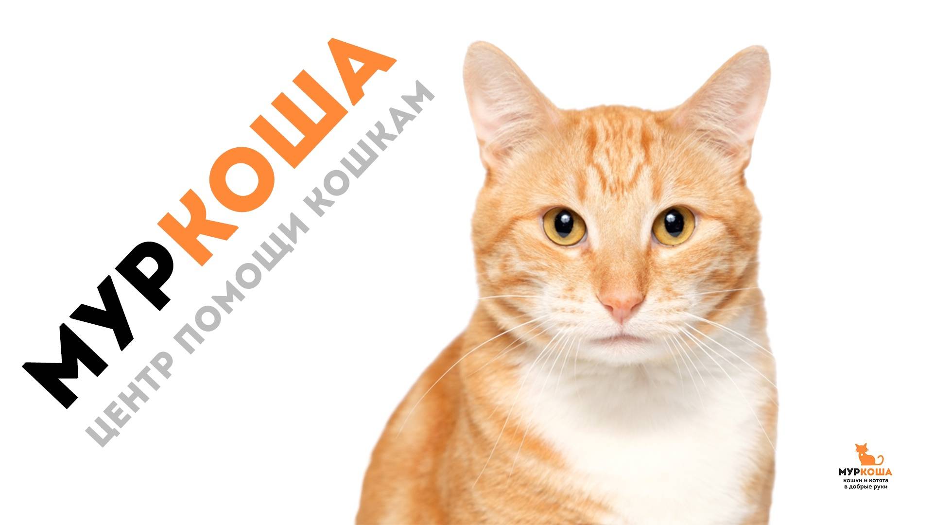 Муркоша_промо смотреть онлайн