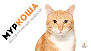 Муркоша_промо