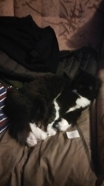 #cat #рекомендации #rek #rekomendasi #shorts #шортс #видео #home #love #life смотреть онлайн