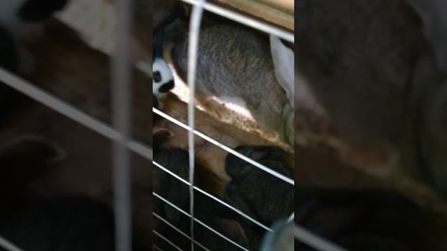 Маленькие кролики