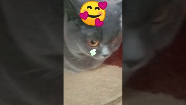 Алиса #Алиса #смайл #дом смотреть онлайн