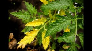 Почему желтеют листья у томатов