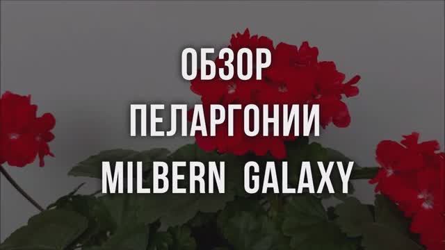 Обзор пеларгонии Milbern Galaxy. Выпуск от 23.12.23