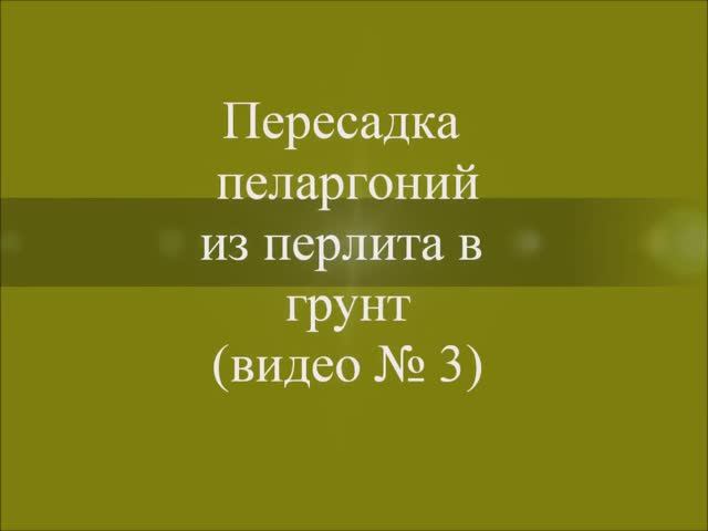Пересадка пеларгоний из перлита в грунт. Выпуск от 04.11.20