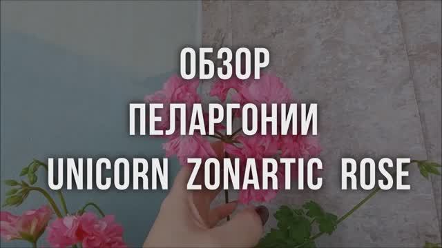Обзор пеларгонии Unicorn Zonartic Rose. Выпуск от 22.07.22