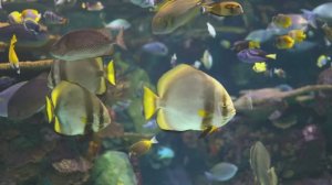 🐠 Аквариум с музыкой для сна