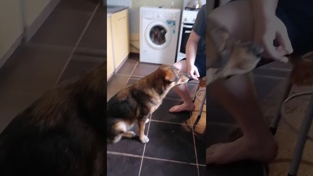 🌟Волшебная история бездомной собачки Клипсы Лазарев смотреть онлайн