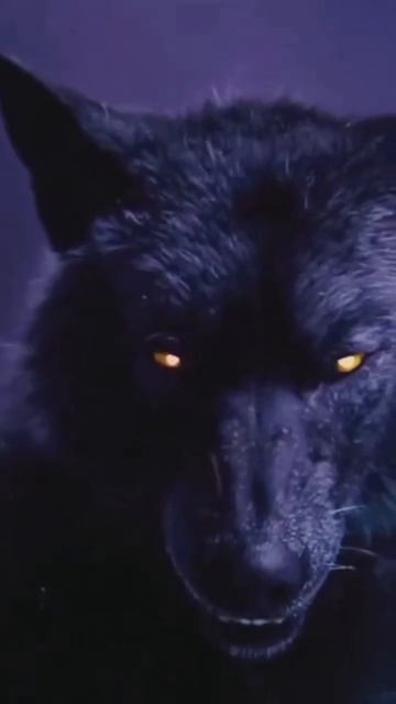 Волк Лайк ❤ youtube ✓э Канал✓Все Спасибо 😍youtube Подписат смотреть онлайн