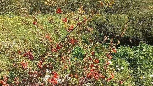 Дачные зарисовки