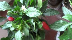 Задира, острый перец для подоконника. Плюсы.