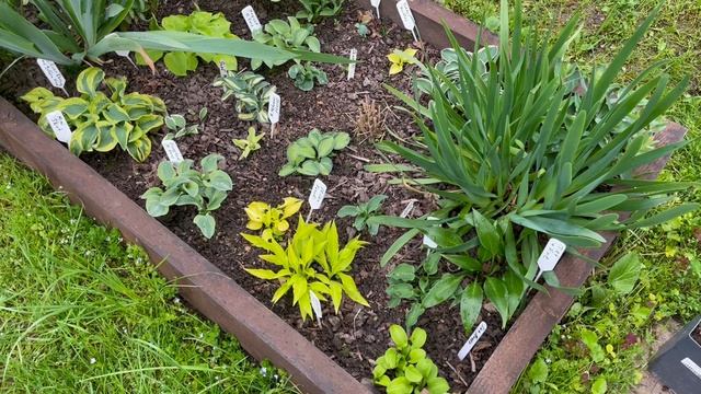 Хосты-малышки интересные в начале сезона / Хосты 1.06.2025 смотреть онлайн