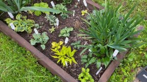 Хосты-малышки интересные в начале сезона / Хосты 1.06.2025