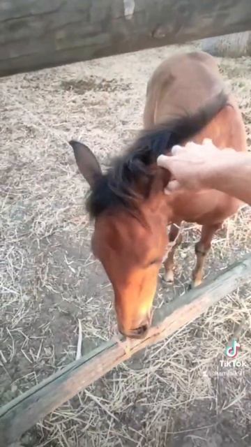 Ранчо на Майорке - живой уголок природы смотреть онлайн