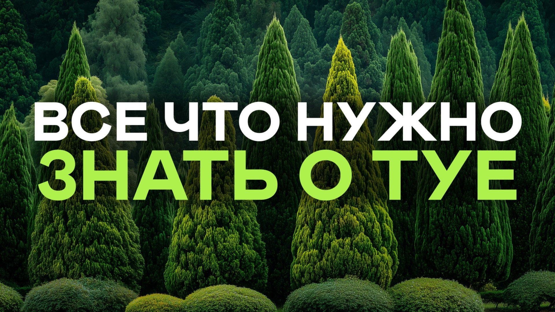 Зачем У Туи Удалять Вершины? Уход и стрижка ПОШАГОВО и ОЧЕНЬ ПОДРОБНО! смотреть онлайн