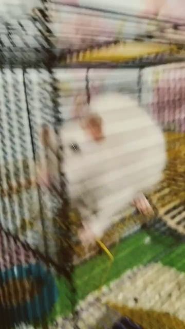 мой домашний живой уголок смотреть онлайн